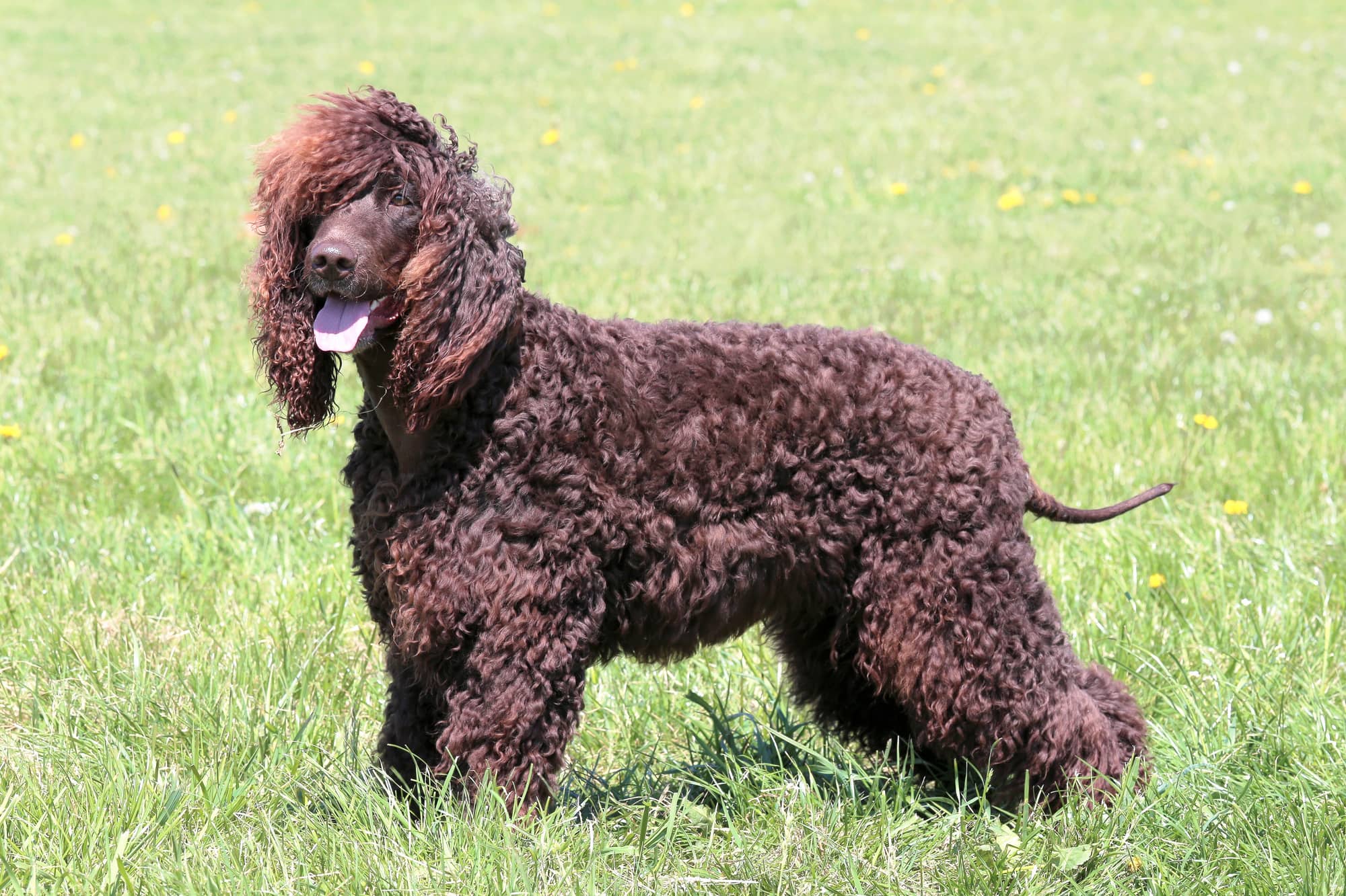 irish water spaniel