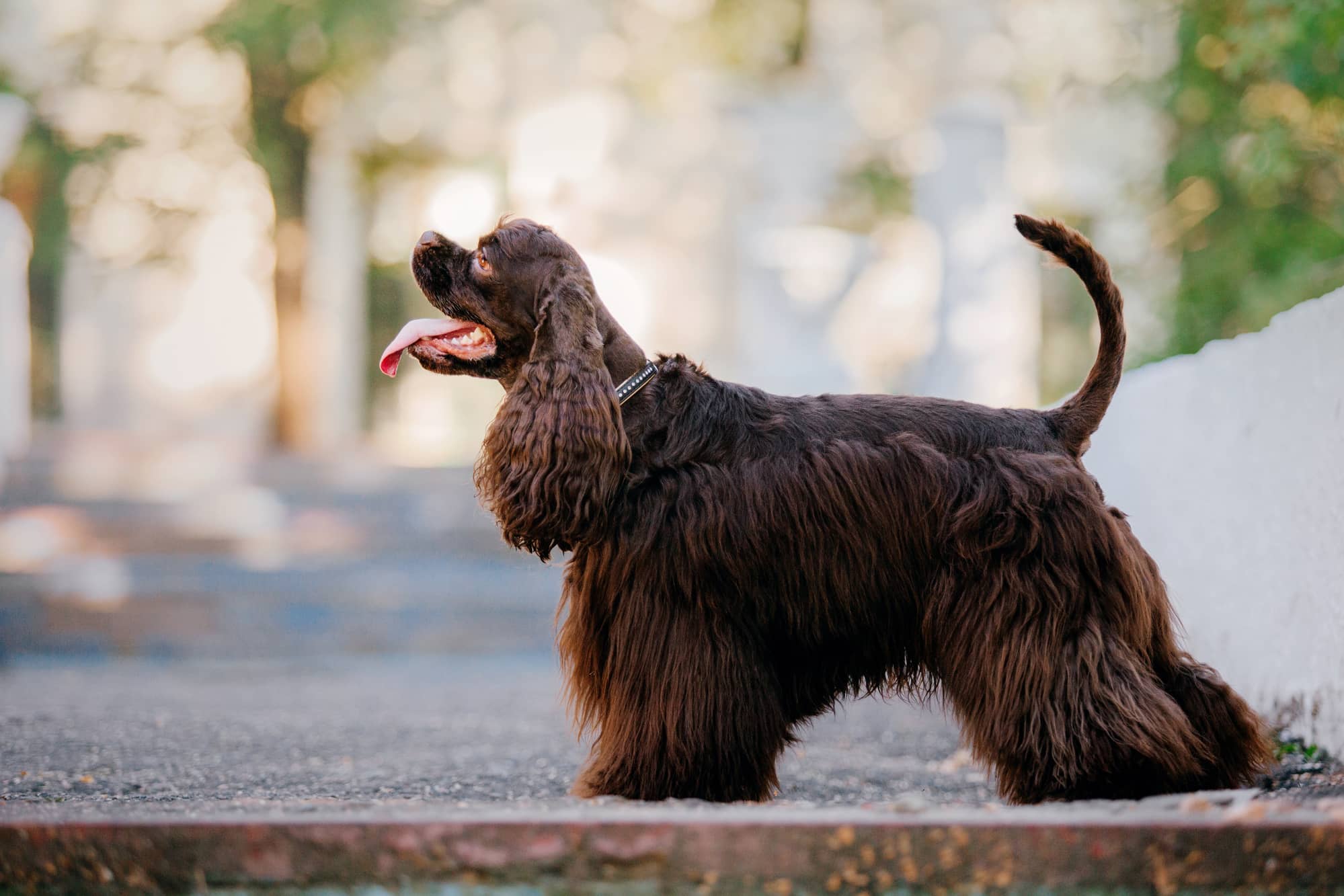 amercian cocker spaniel