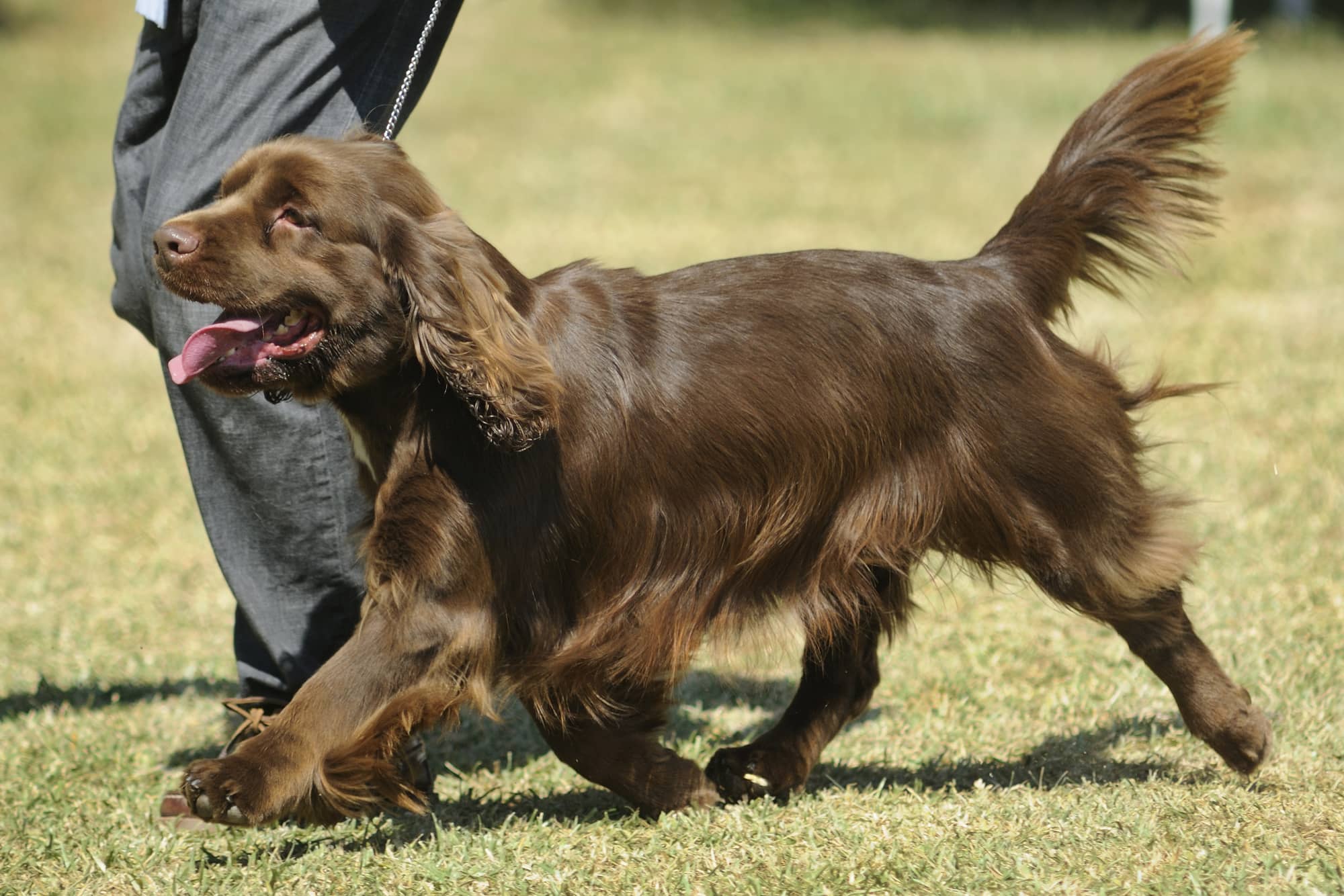 sussex spaniel dog