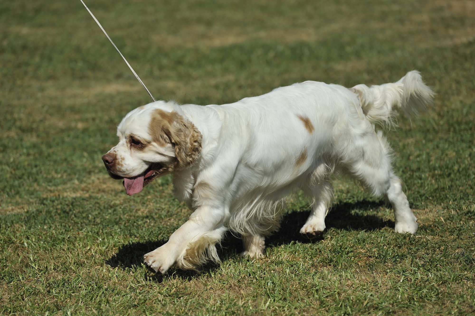 clumber spaniel