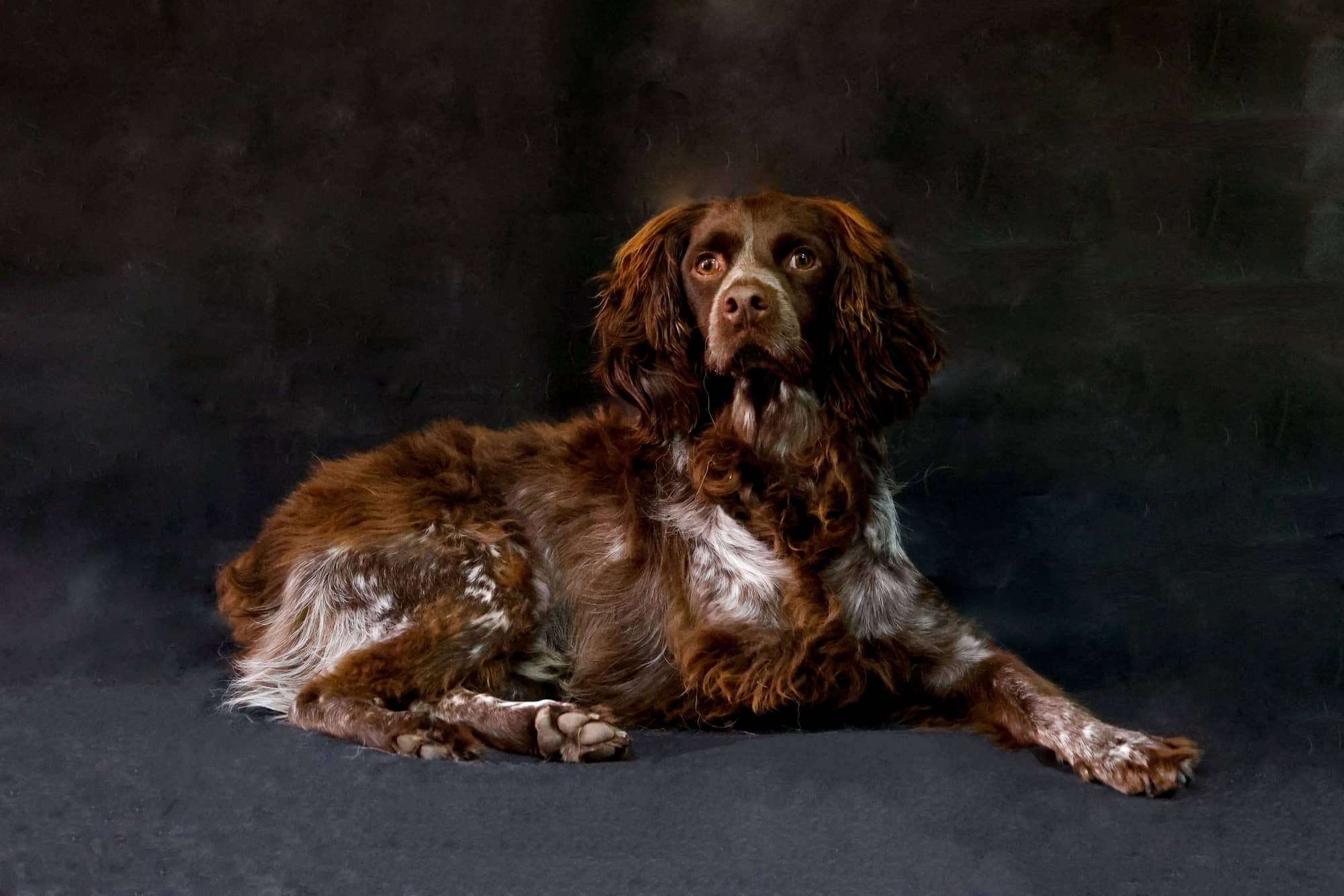 Boykin Spaniel Dog