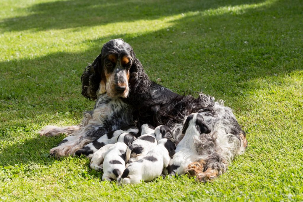Female Spaniel Dog with Puppies