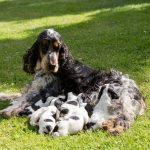 Female Spaniel Dog with Puppies