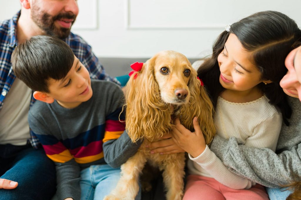 Adopting & Rehoming Spaniel Dogs Guide