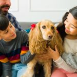 Adopting & Rehoming Spaniel Dogs Guide